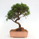 Vonkajší bonsai - Juniperus chinensis Itoigawa -Jalovec čínsky - 3/4