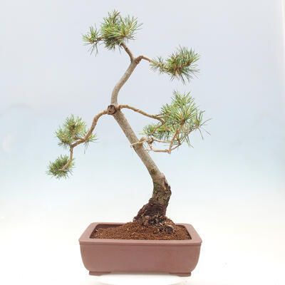 Vonkajšie bonsai - Pinus Sylvestris - Borovica lesná - 3