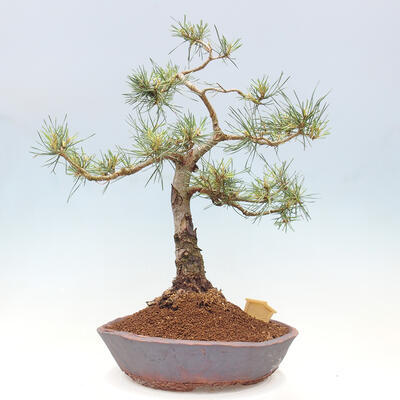 Vonkajšie bonsai - Pinus Sylvestris - Borovica lesná - 3