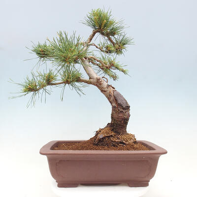 Vonkajšie bonsai - Pinus Sylvestris - Borovica lesná - 3