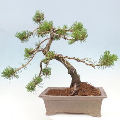 Vonkajší bonsai - Pinus mugo - Borovica kľač - 3