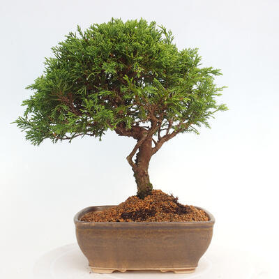 Vonkajší bonsai - Juniperus chinensis Itoigawa -Jalovec čínsky - 3