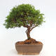 Vonkajší bonsai - Juniperus chinensis Itoigawa -Jalovec čínsky - 3/4