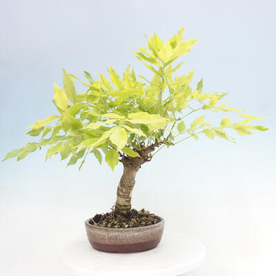 Vonkajšia bonsai - Vistarie kvetnatá - Wisteria floribunda - 3