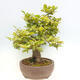 Vonkajší bonsai - Hrab obyčajný - Carpinus betulus - 3/4