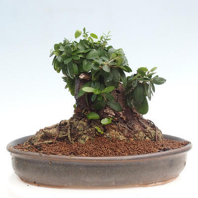 Izbová bonsai - Olea europaea sylvestris -Oliva európska drobnolistá - 3