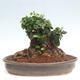 Izbová bonsai - Olea europaea sylvestris -Oliva európska drobnolistá - 3/7