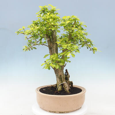 Izbová bonsai - Duranta erecta Aurea - 3