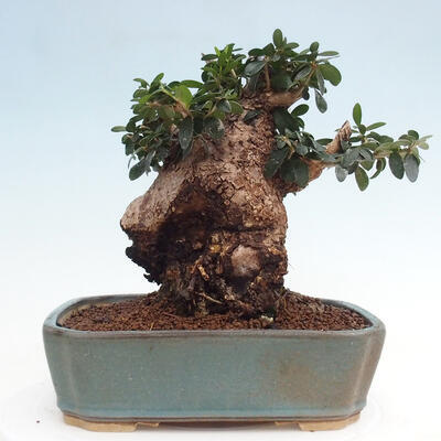 Izbová bonsai - Olea europaea sylvestris -Oliva európska drobnolistá - 3