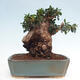 Izbová bonsai - Olea europaea sylvestris -Oliva európska drobnolistá - 3/7