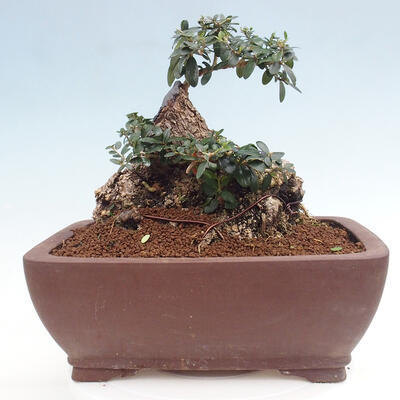 Izbová bonsai - Olea europaea sylvestris -Oliva európska drobnolistá - 3