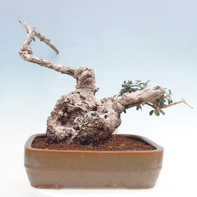 Izbová bonsai - Olea europaea sylvestris -Oliva európska drobnolistá - 3