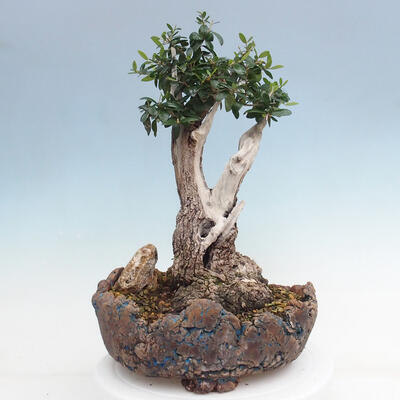 Izbová bonsai - Olea europaea sylvestris -Oliva európska drobnolistá - 3