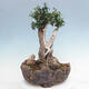 Izbová bonsai - Olea europaea sylvestris -Oliva európska drobnolistá - 3/7