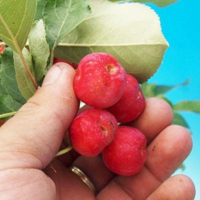 Vonkajšie bonsai - Malus halliana - Maloplodé jabloň - 3