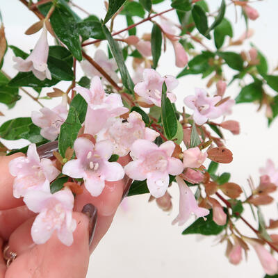 Vonkajší bonsai - Abelia Grandiflora - Abélia veľkokvetá - 3