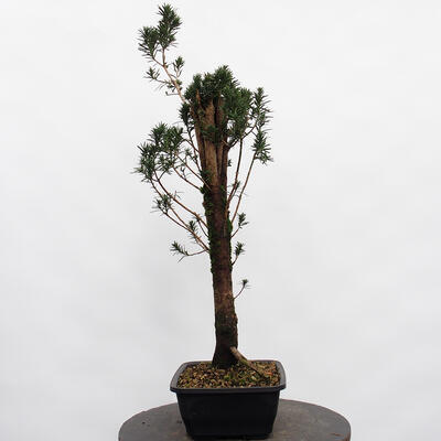 Vonkajší bonsai - Taxus cuspidata - Tis japonský - 3