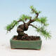 Vonkajší bonsai -Larix decidua - Smrekovec opadavý - 3/5