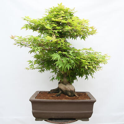 Vonkajší bonsai - Javor dlanitolistý - Acer palmatum - LEN PALETOVÁ PREPRAVA - 3