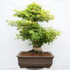 Vonkajší bonsai - Javor dlanitolistý - Acer palmatum - LEN PALETOVÁ PREPRAVA - 3/5