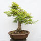 Vonkajší bonsai - Javor dlanitolistý - Acer palmatum - LEN PALETOVÁ PREPRAVA - 3/5