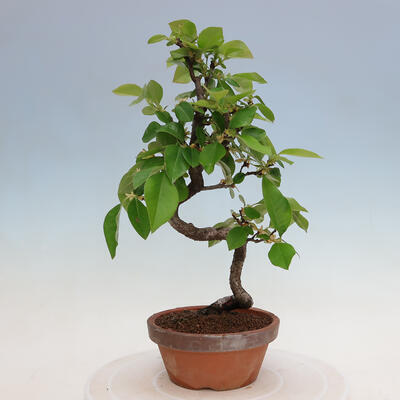 Vonkajšie bonsai - Pseudocydonia sinensis - Duloň čínska - 3