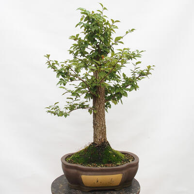 Vonkajší bonsai-Ulmus Glabra-Jílm tuhý - 3