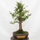 Vonkajší bonsai-Ulmus Glabra-Jílm tuhý - 3/5