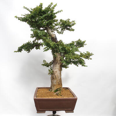 Vonkajší bonsai - Ulmus Elegantissima Jack. Hillier-Jílm elegantný - 3