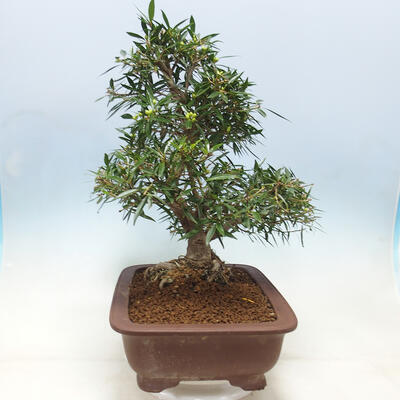 Izbová bonsai - Ficus nerifolia - malolistý fikus - 3