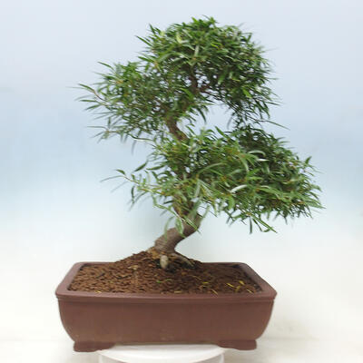 Izbová bonsai - Ficus nerifolia - malolistý fikus - 3