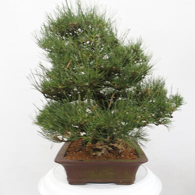 Vonkajšie bonsai - Pinus thunbergii - Borovica thunbergova - 3