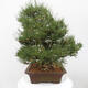 Vonkajšie bonsai - Pinus thunbergii - Borovica thunbergova - 3/5