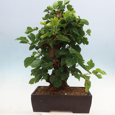 Vonkajšie bonsai -Morus albumy - moruše - 3