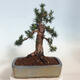 Vonkajší bonsai - Taxus cuspidata - Tis japonský - 3/6