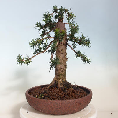 Vonkajší bonsai - Taxus cuspidata - Tis japonský - 3