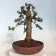 Vonkajší bonsai - Taxus cuspidata - Tis japonský - 3/6