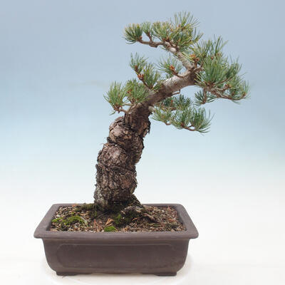 Vonkajší bonsai - Pinus parviflora - borovica drobnokvetá - 3