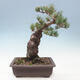 Vonkajší bonsai - Pinus parviflora - borovica drobnokvetá - 3/4