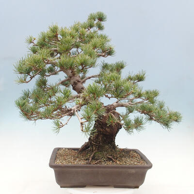 Vonkajší bonsai - Pinus parviflora - borovica drobnokvetá - 3