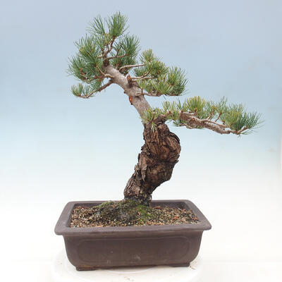 Vonkajší bonsai - Pinus parviflora - borovica drobnokvetá - 3