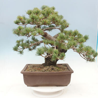 Vonkajší bonsai - Pinus parviflora - borovica drobnokvetá - 3