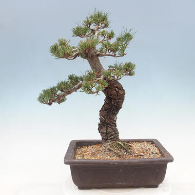 Vonkajší bonsai - Pinus parviflora - borovica drobnokvetá - 3