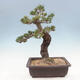 Vonkajší bonsai - Pinus parviflora - borovica drobnokvetá - 3/4