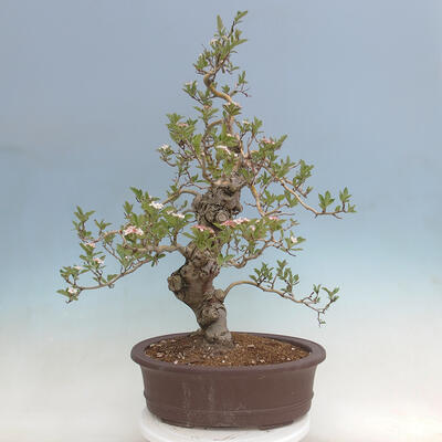 Vonkajší bonsai - Hloh klinovitý - Crataegus cuneata - 3