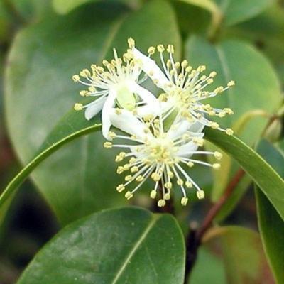 Izbová bonsai - Austrálska čerešňa - Eugenia uniflora - 3