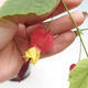 Izbová bonsai - Abutilon Big Bell - Mračniak poříční - 3/4