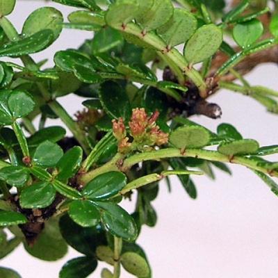 Izbová bonsai - Zantoxylum piperitum - Pepřovník - 3