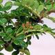 Izbová bonsai - Zantoxylum piperitum - Korenička - 3/4