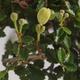 Pokojová bonsai - Ulmus parvifolia - Malolistý jilm PB22022 - 2/3